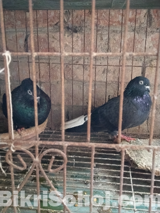 মুসালদম কবুতর